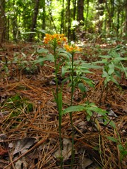 Platanthera cristata
