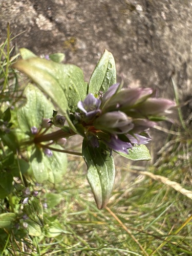 Gentianella aurea, photograph 5