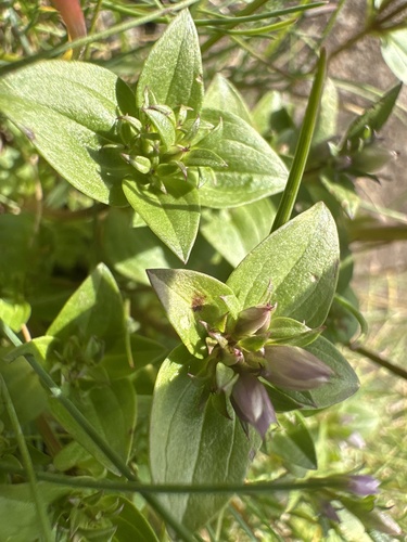 Gentianella aurea, photograph 6