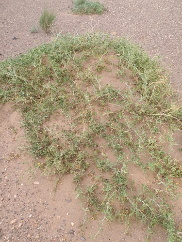 Nitraria sibirica (Nitraria sibirica)