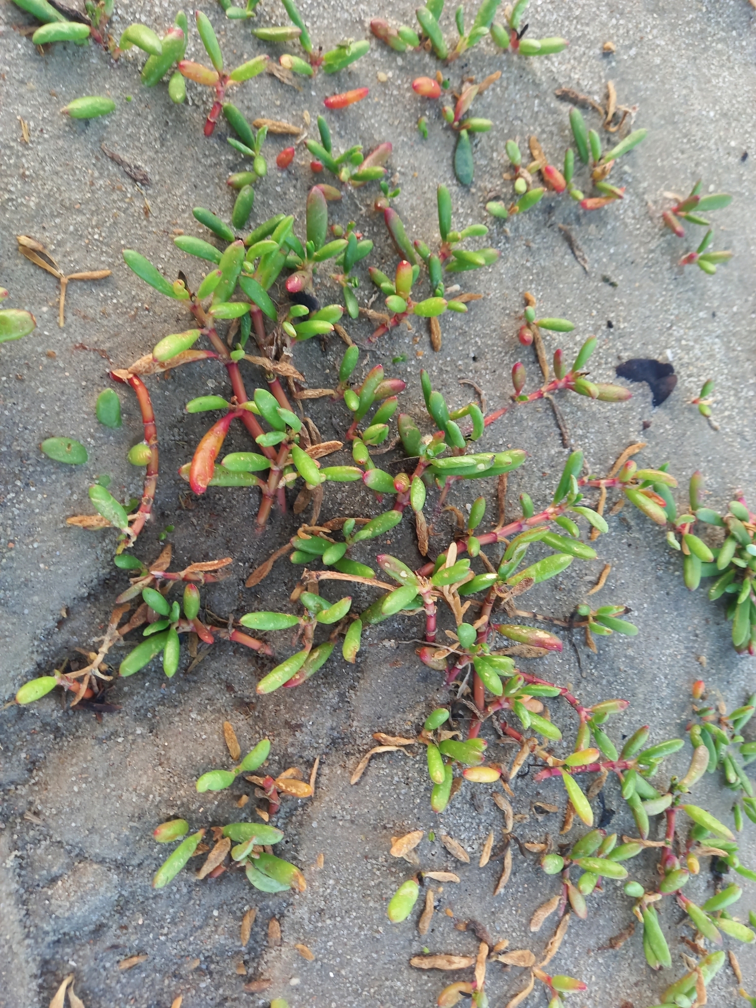 Sesuvium portulacastrum