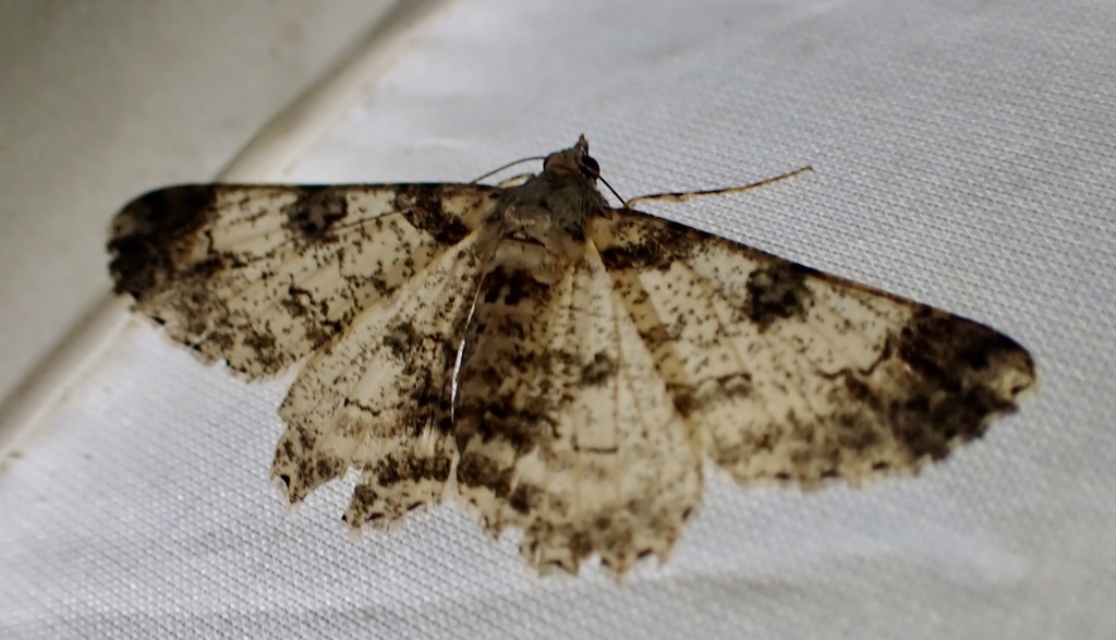 Cleora illustraria (Cleora illustraria)
