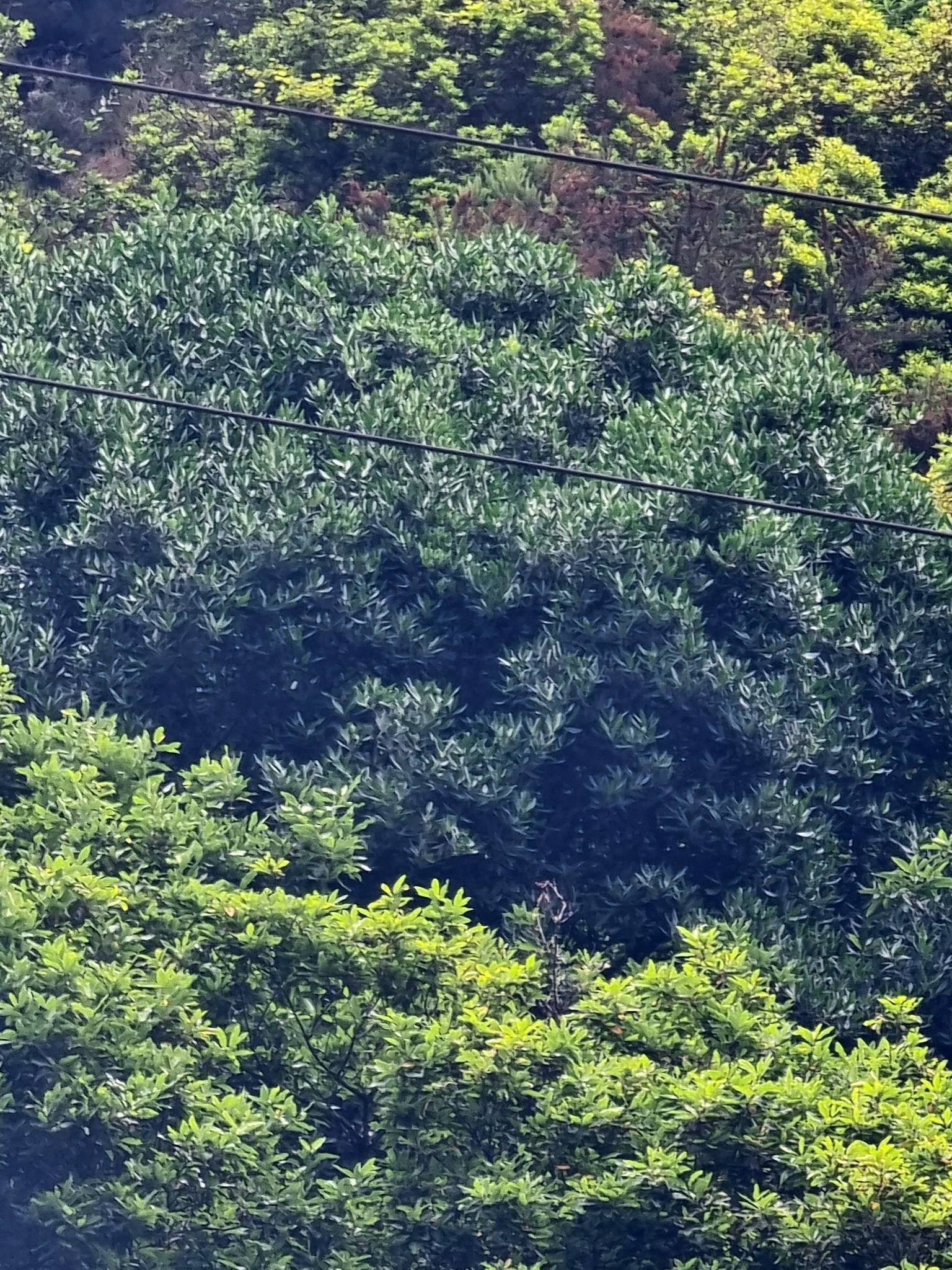 Picconia Excelsa (Picconia excelsa)