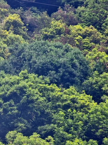 Picconia excelsa, photograph 2