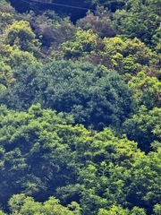 Picconia excelsa, photograph (c) Vítor Jorge, some rights reserved (CC BY)