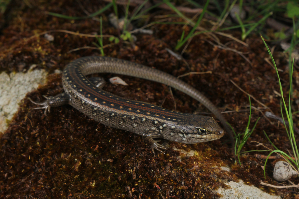 White's Rock-Skink