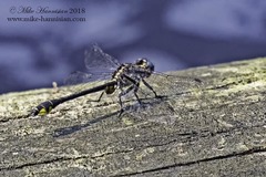 Hylogomphus parvidens