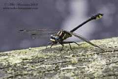 Hylogomphus parvidens