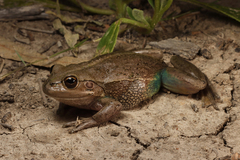 Golden Bell Frog photo 3