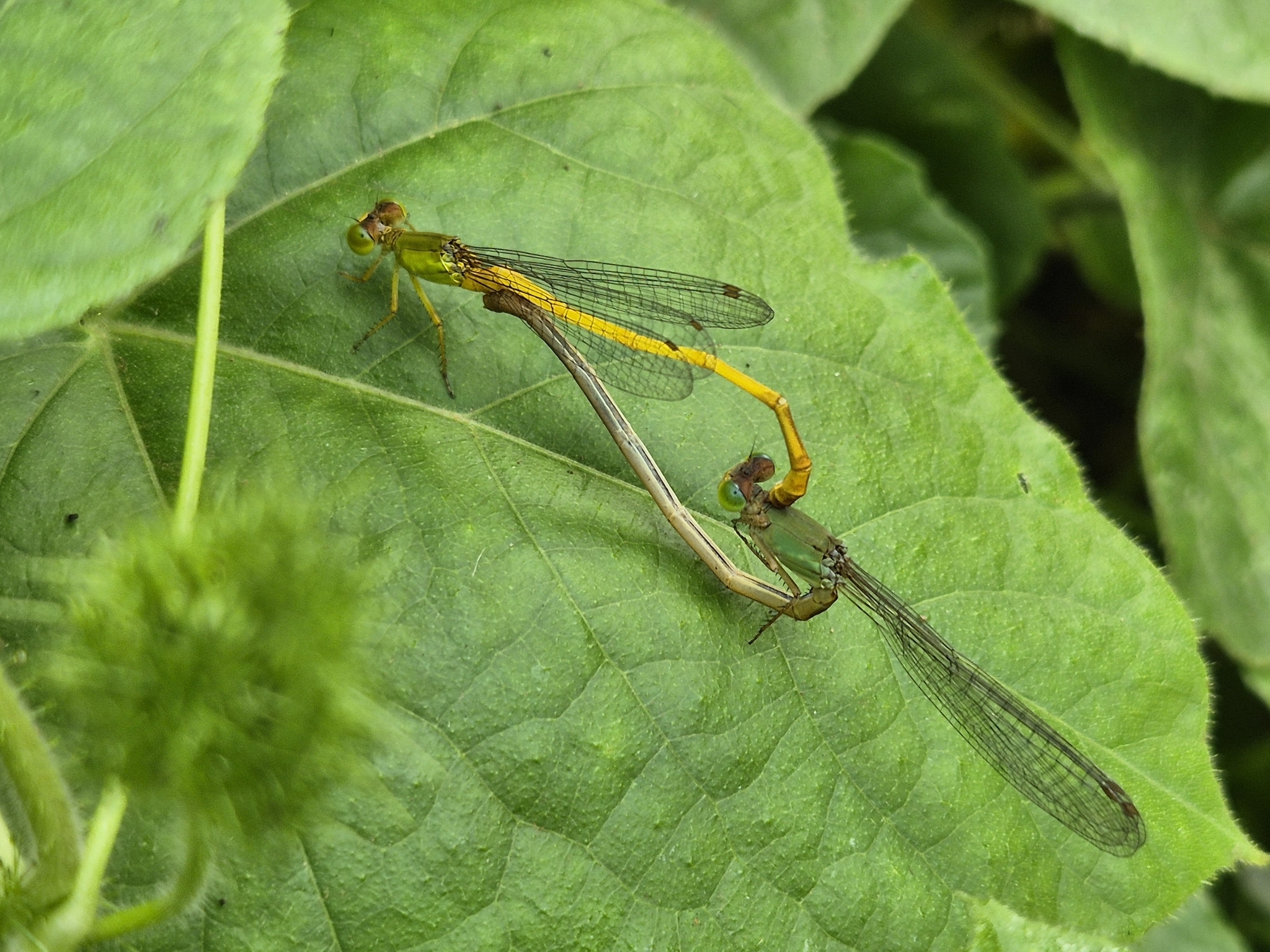 Coromandel Marsh Dart