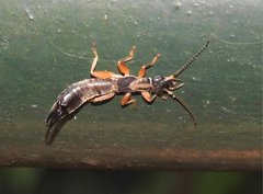 Cranopygia