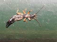 Cranopygia