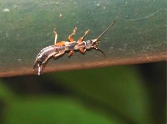 Cranopygia