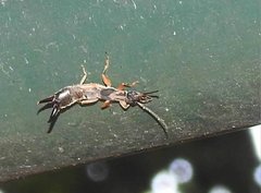 Cranopygia