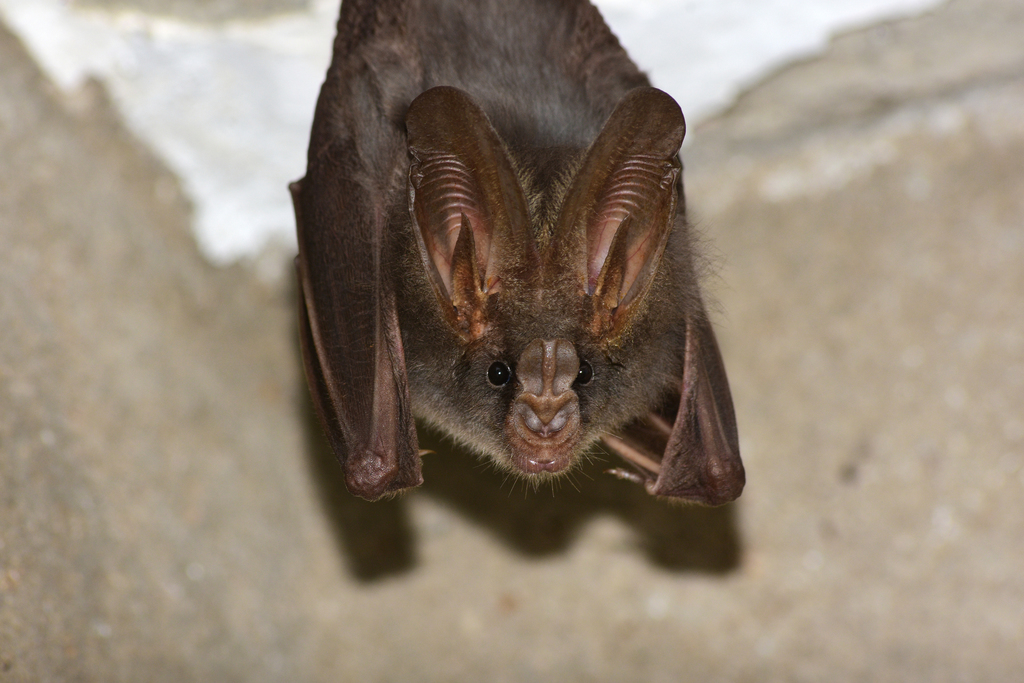 Lesser false vampire bat
