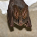 Lesser False Vampire Bat - Photo (c) naturemates, some rights reserved (CC BY-NC)