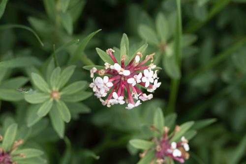 Chinese Stellera
