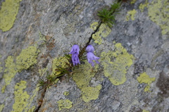 Campanula excisa, photograph (c) Matteo Negro, some rights reserved (CC BY-SA)