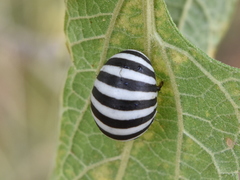 Leptinotarsa behrensi