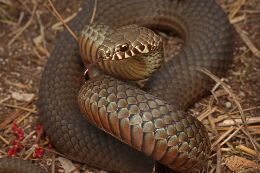 Pygmy Copperhead