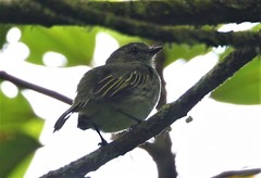 Tolmomyias flavotectus