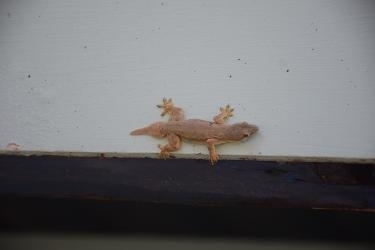 Flat-tailed House Gecko