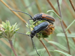 Neocrossidius trivittatus