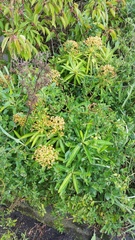 Euphorbia mellifera