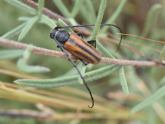 Neocrossidius trivittatus
