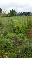Euphorbia mellifera