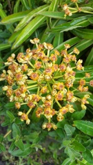 Euphorbia mellifera