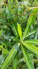 Euphorbia mellifera