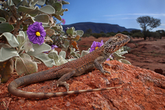 Western Netted Dragon photo 1