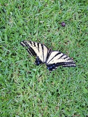 Papilio multicaudata