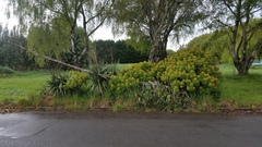 Euphorbia mellifera