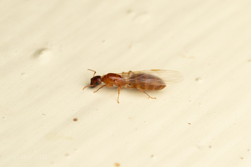 根氏平头蚁Colobopsis rothneyi