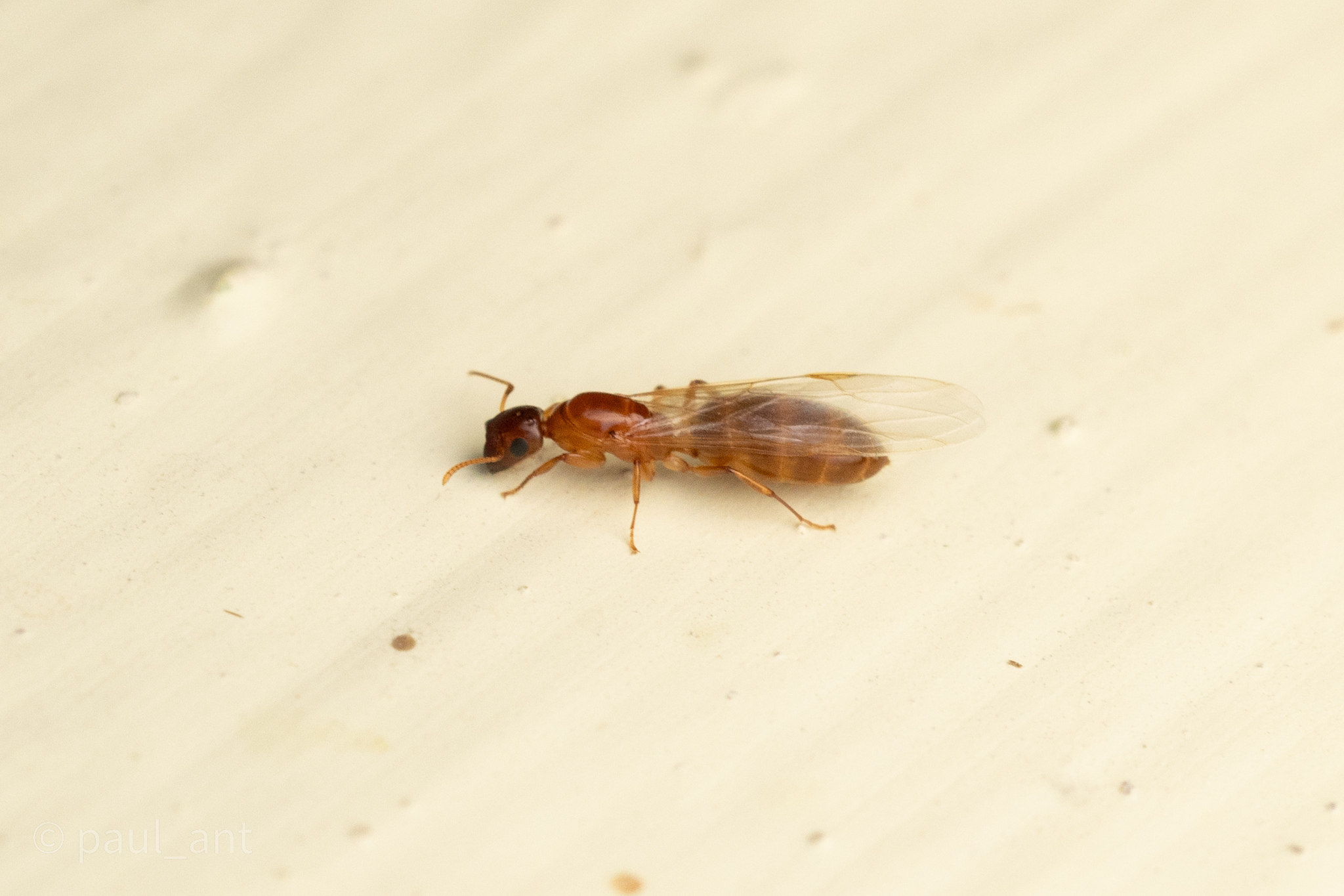 Colobopsis rothneyi