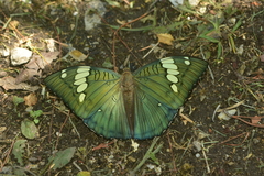 Euthalia patala