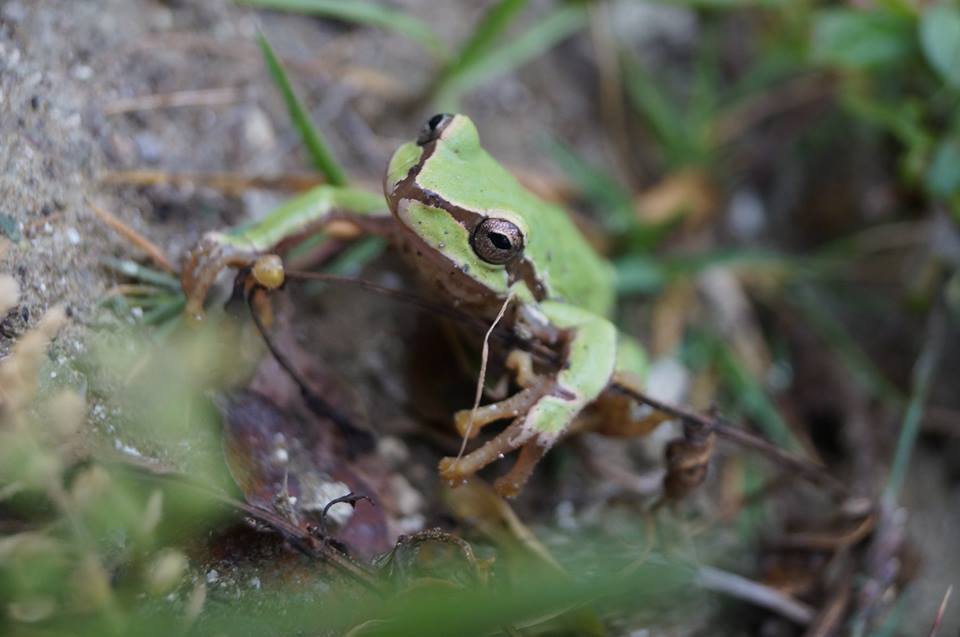 Mixteca Alta Treefrog