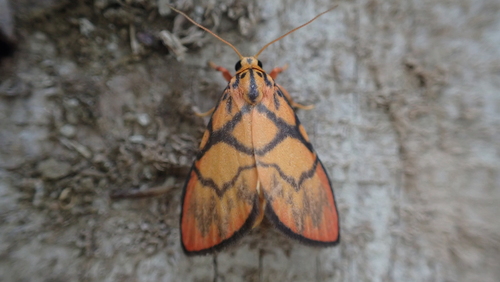 Asuridia decussa