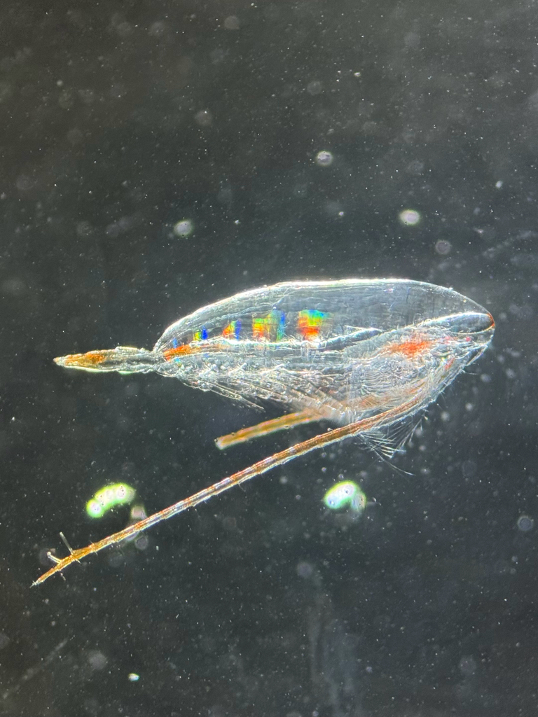 Calanus hyperboreus