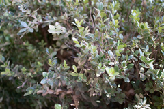 Buxus sempervirens