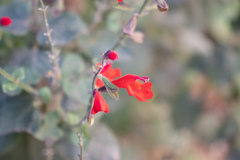 Salvia coccinea