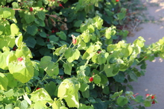 Malvaviscus arboreus drummondii