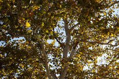 Platanus mexicana