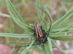 Neocrossidius trivittatus