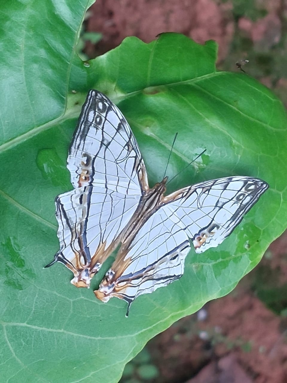 Map Butterfly