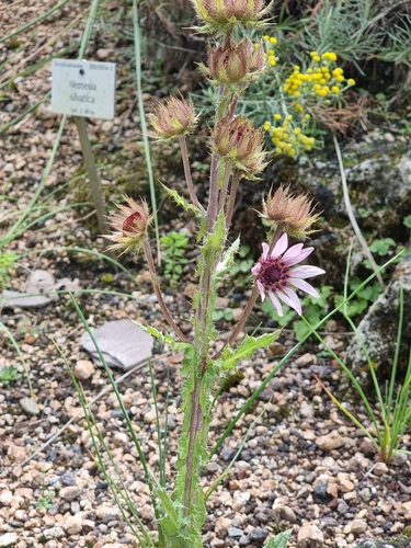 Berkheya purpurea iNat (1)