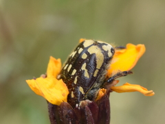 Euphoria subtomentosa