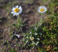 Aster alpinus vierhapperi